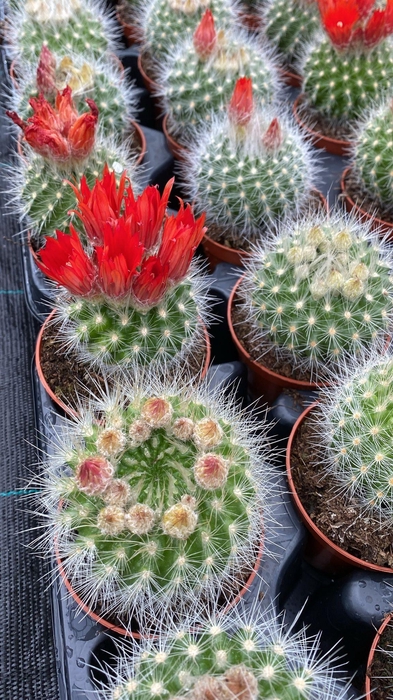 <h4>Cactus Parodia Pencilata</h4>