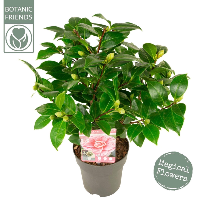 <h4>Camellia japonica</h4>