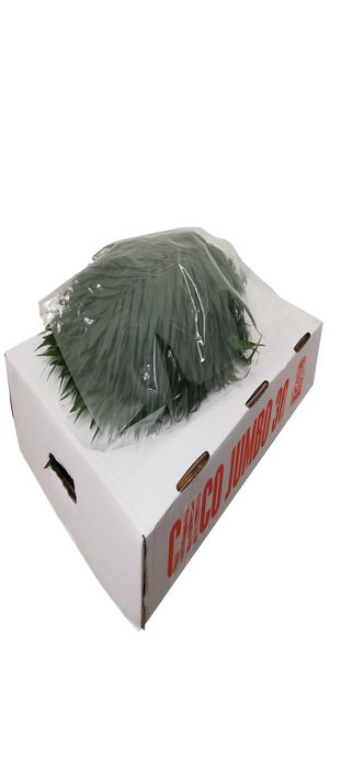 CHICO JUMBO WHITE BOX (AIR)