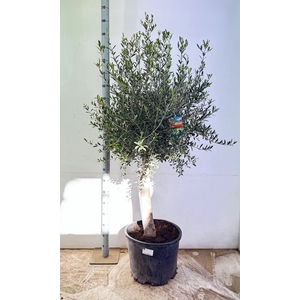 OLEA EUROPAEA