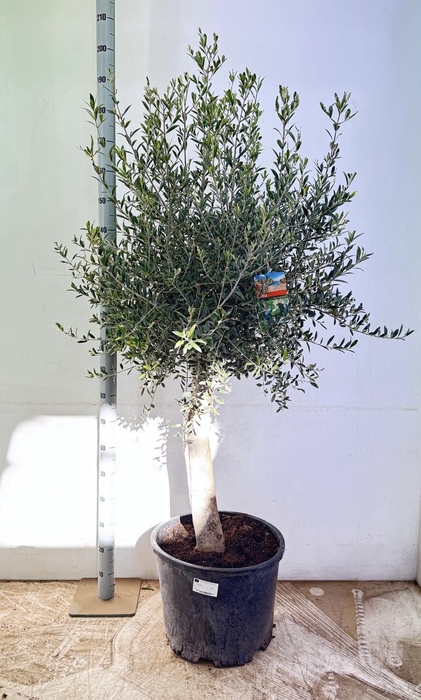 <h4>OLEA EUROPAEA</h4>