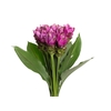 CURCUMA SIAM SHADOW 050 CM