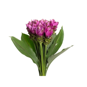 CURCUMA SIAM SHADOW