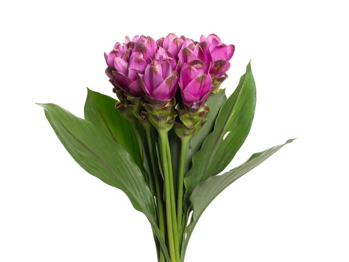CURCUMA SIAM SHADOW 050 CM