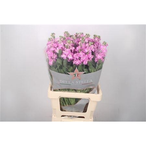 Matth Iron Pink