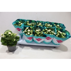 Kalanchoe Double Deluxe White