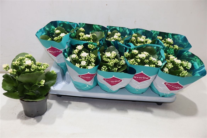 <h4>Kalanchoe Double Deluxe White</h4>