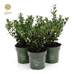 Viva Ilex crenata 'Jenny'® P10