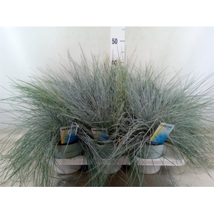 Festuca glauca 'Intens Blue'