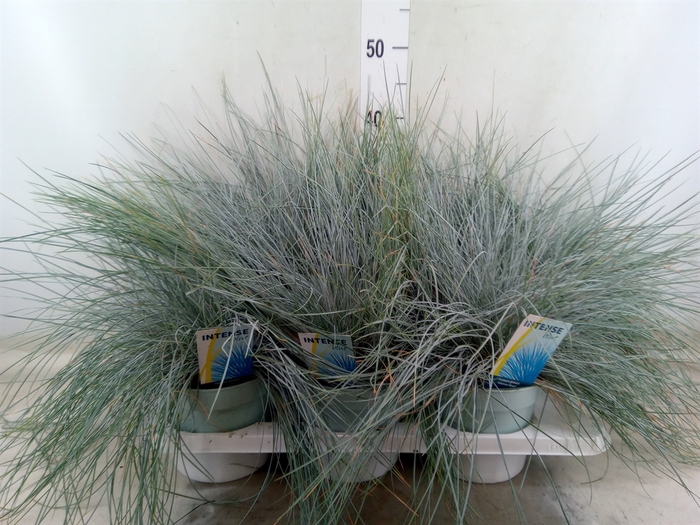 <h4>Festuca glauca 'Intens Blue'</h4>