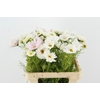 COSMOS BIPINNATUS WHITE