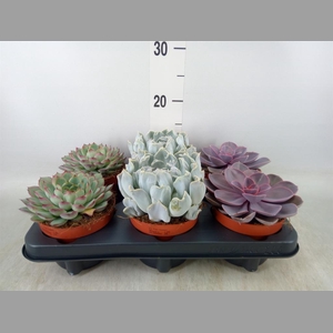 Echeveria   ...mix