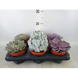 Echeveria ...mix
