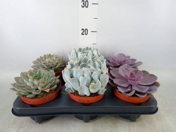<h4>Echeveria   ...mix</h4>