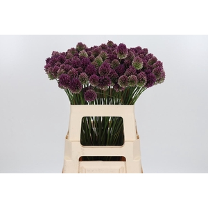 Allium Sphaerocephal (kogel)