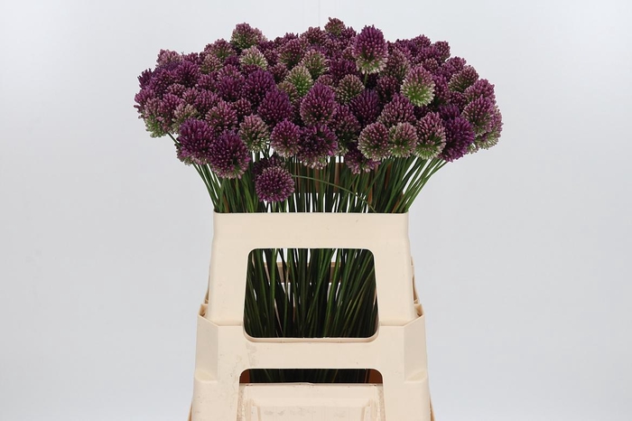 <h4>Allium Sphaerocephal (kogel)</h4>