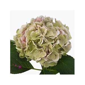 Hydrangea monika classic