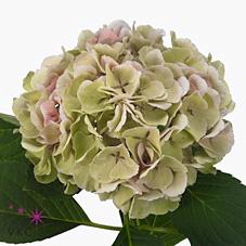 <h4>Hydrangea monika classic</h4>