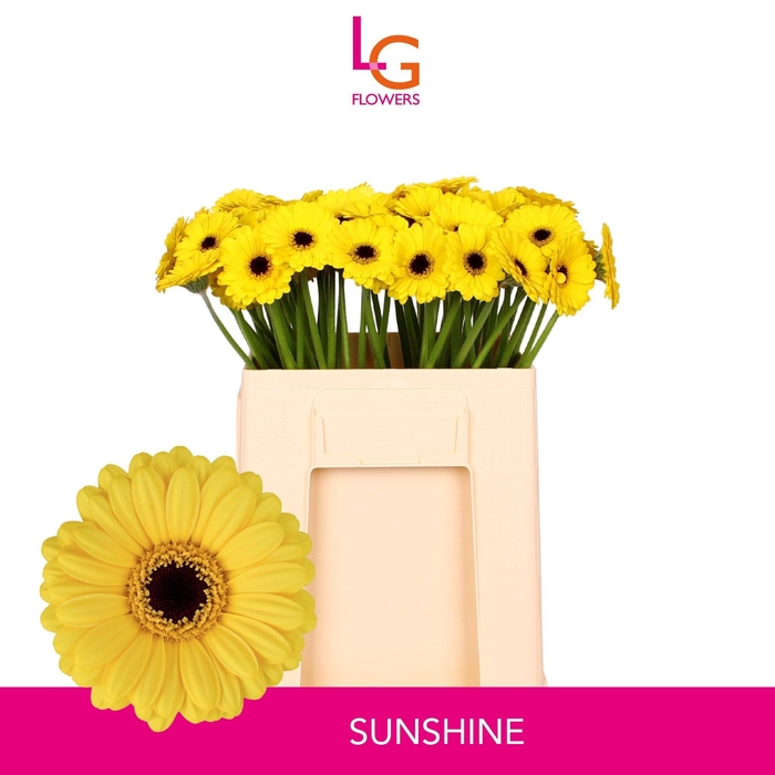 <h4>GE MI SUNSHINE</h4>