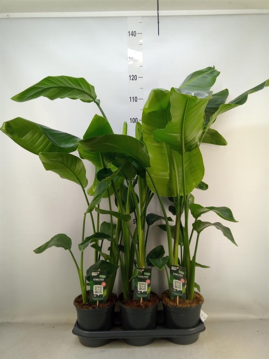 <h4>Strelitzia nicolai</h4>