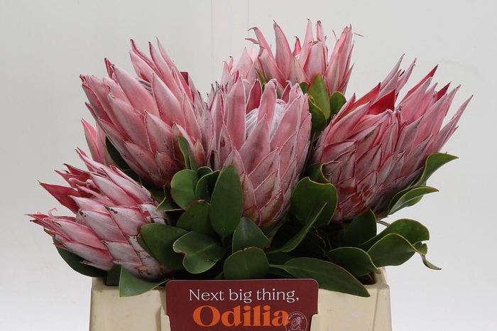 <h4>Protea Cynaroides</h4>