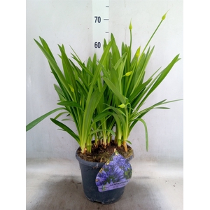 Agapanthus TR 'Dr. Brouwer'