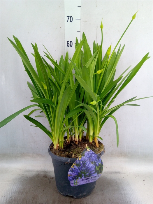 <h4>Agapanthus TR 'Dr. Brouwer'</h4>