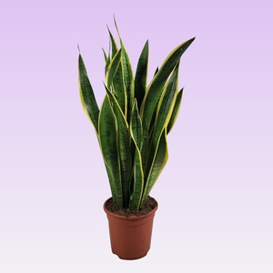 Sansevieria trifasciata 'Laurentii' 75cm