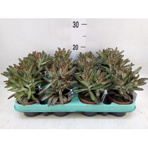Kalanchoe NF   ...
