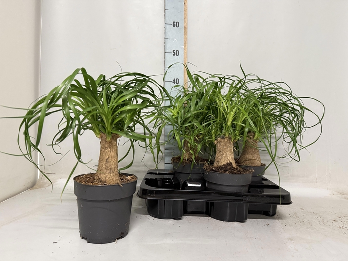 <h4>BEAUCARNEA RECUR</h4>