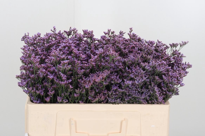 <h4>Lim Saf Pink Sky</h4>