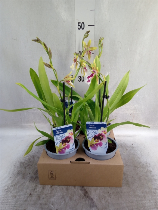 <h4>Miltonia   ...</h4>