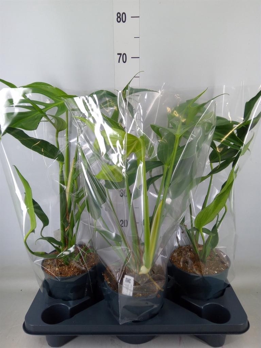 <h4>Monstera   ...</h4>
