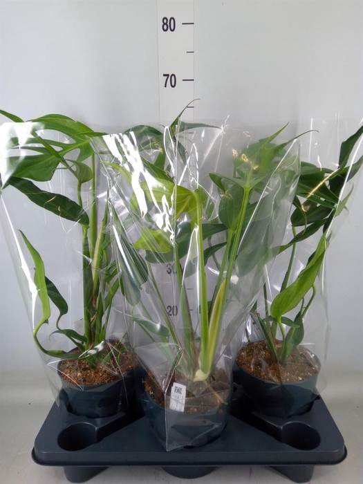 <h4>Monstera   ...</h4>