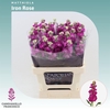 Matthiola Iron Rose Pink