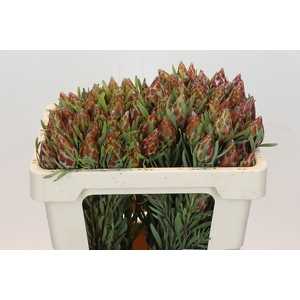 Kaaps Groen Plumosum Rubrum