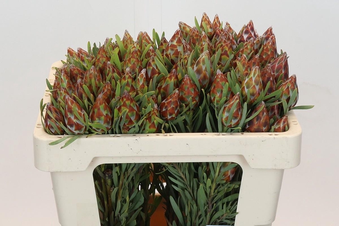 <h4>Kaaps Groen Plumosum Rubrum</h4>