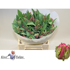 Tulipa pa cerise parrot