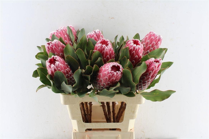 <h4>PROTEA OV PER STUK</h4>