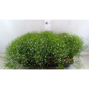 Gypsophila muralis 'Fleur White'
