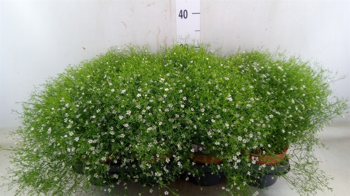 <h4>Gypsophila muralis 'Fleur White'</h4>