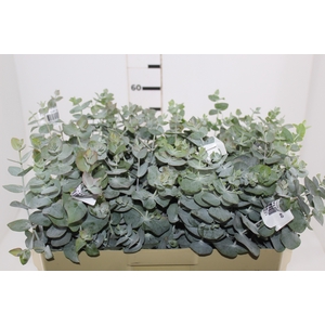 FOLHAGEM EUCAFLOR 060 CM