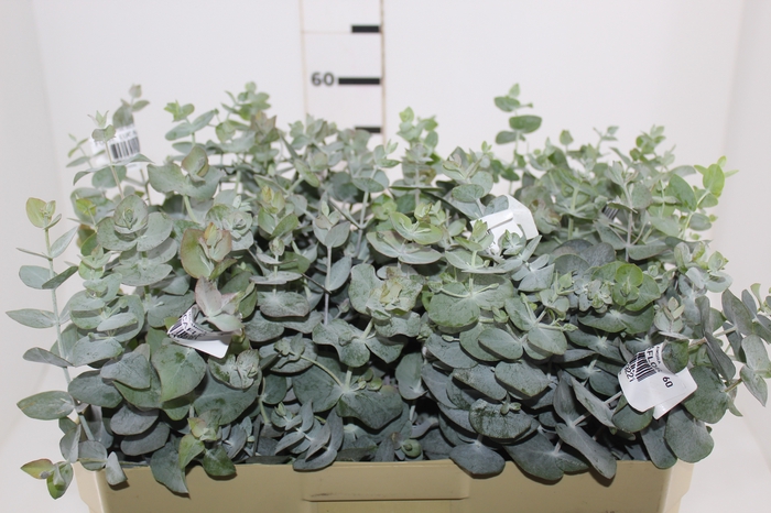 <h4>FOLHAGEM EUCAFLOR 060 CM</h4>