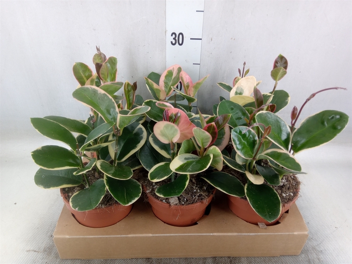 <h4>Hoya australis 'Blondie'</h4>