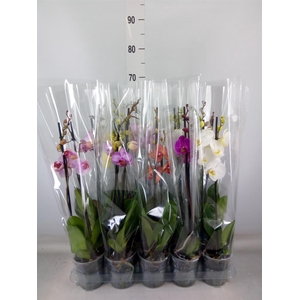 Phalaenopsis   ...mix  5