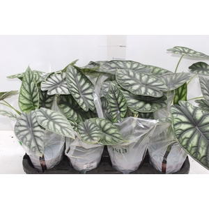 ALOCASIA DRAGON SCALE P12