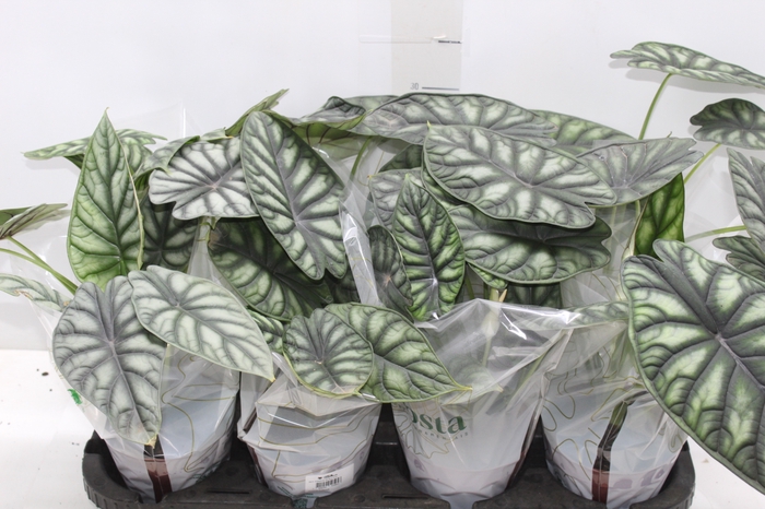 <h4>ALOCASIA DRAGON SCALE P12</h4>