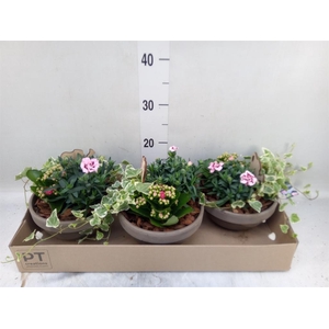 Arr.   Perkplanten L%