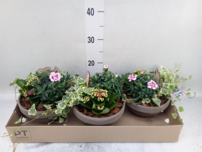 <h4>Arr.   Perkplanten L%</h4>