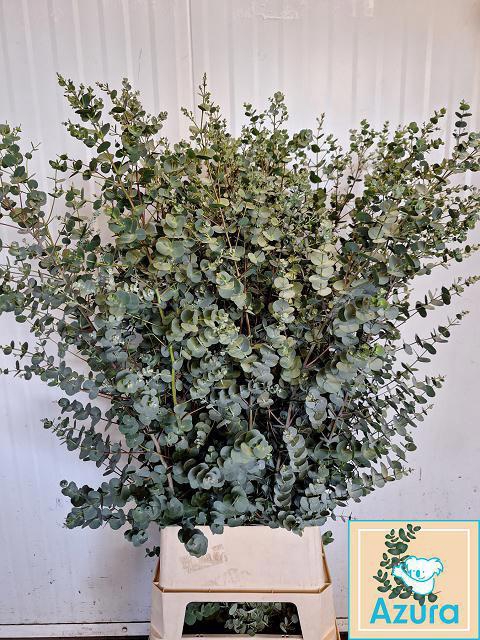 <h4>EUCA GU AZURA</h4>